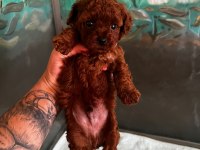 Kore teacup poodle bebeklerimiz