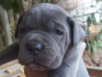 Blue cane corso