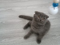 BRİTİSH SHORTHAİR KOCA KAFA OĞLUMUZ