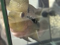 Flowerhorn red dragon kendini sevdirir pazarlık var
