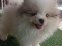 Dişi Erkek Tuvalet Eğitimli Pomeranian Boo Yavrular