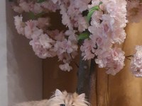 BLH ny11 güzellik yarışmasına hazır british longhair kızımız