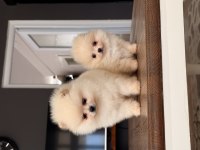 Köpekler Pomeranian Boo Mersin