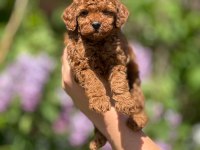 Toy poodle bebeklerim