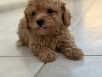 Teacup apricot toy poodle