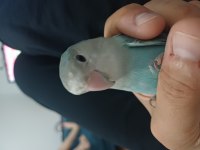 Erkek Sevda Papağanı 7 Aylık
