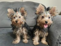 Micro Boy Yorkshire Terrier Bebekler