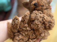 Toy Poodle Şecereli Anneden