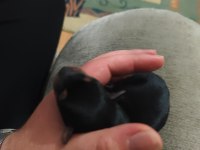 Muhteşem Minyatür Pinscher yavruları