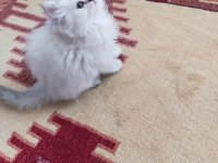 British longhair arayanlara