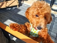 6 Aylık Erkek Poodle