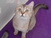 British shorthair evcilmen kedimiz