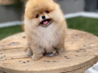 Safkan ayı surat pomeranian boo yavrularım yuva arıyor
