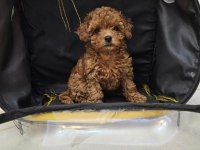 Garantili poodle yavrularımız ev üretimi wc eğitimli