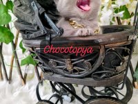 MUNCHKIN CÜCE KEDİMİZ