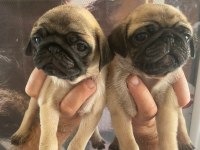 Pug YAVRULARIMIZ İÇİN iletişime geçiniz