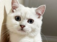 4 aylık erkek british shorthair silver point