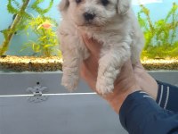 MAltipoo Yavrularımız ırk ve sağlık garantilidir