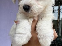 Maltis A kalite Terrier Dişi Tüm İllere Gönderim