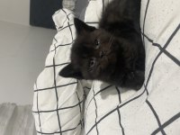 2 aylık british shorthair erkek