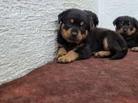 Rottweiler yavrularımız ırk garantilidir