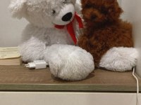TOY POODLE BEBEKLERİM