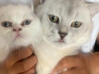 BRİTİSH SHORTHAİR KISIR VE ÇOK UYSAL