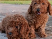 Toy poodle yavrularımız