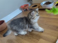 British longhair golden dişi
