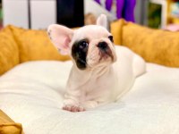 EŞSİZ GÜZELLİKTE ORJİNAL SAFKAN FRENCH BULLDOG YAVRULAR