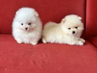POMERANİAN BOO KREM VE BEYAZ ERKEK