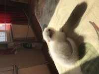Oyuncu safkan scottish fold yavrularım