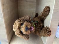 SEVİMLİ POODLE YAVRULAR AİLESİNİ ARIYOR