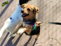 Ücretsiz Sahiplendirme Köpeğimiz