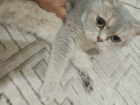 Mavi british shorthair kızımız sahiplendirilecektir