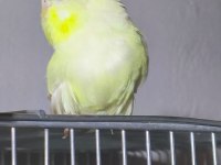 Jumbo Dişi Muhabbet Kuşları