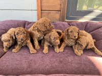 Anne Altından Red-Brown Toy Poodle Yavruları