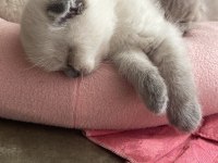 Ayı Surat Scottish Fold Bebekler