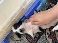 Minik canlar maltese