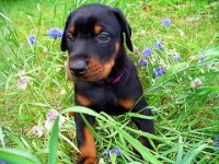 Doberman yavru Sahibinden
