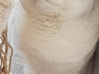 Champyon atalar bebekler scottish fold