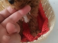 Poodle yavrular