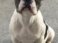 Dişi merle pied 3 yaşında french bulldog
