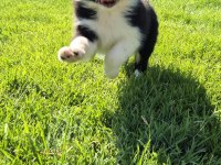 Birinci Sınıf Border Collie Yavruları 