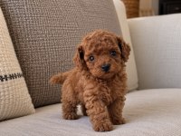 Micro Teacup Kore Poodle Yavrumuz