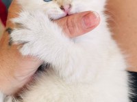 Top kafa maviş göz scottish fold