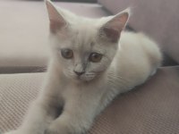 Zeus dünya yakışıklısı