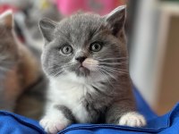 Top Kafa Kısa Kulak White Bicolor British Shorthair