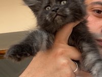 Siyah duman (black smoke) dişi maine coon