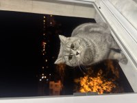 Çiftleştirme İlanı 1 Yaşında British Shorthair